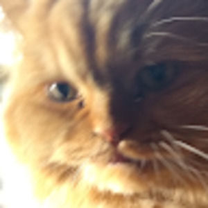 Meet your Posher, Sponge